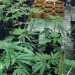 Alcune esemplari di cannabis "light" vendute come piante da ornamento